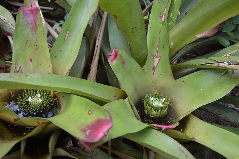 Neoregelia johannis, photographed by Donald Davesne