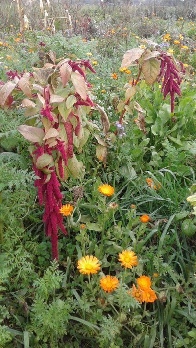 Amaranthus caudatus, photographed by georgiasteel