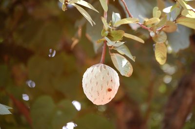 Annona macroprophyllata, photographed by Neptalí Ramírez Marcial