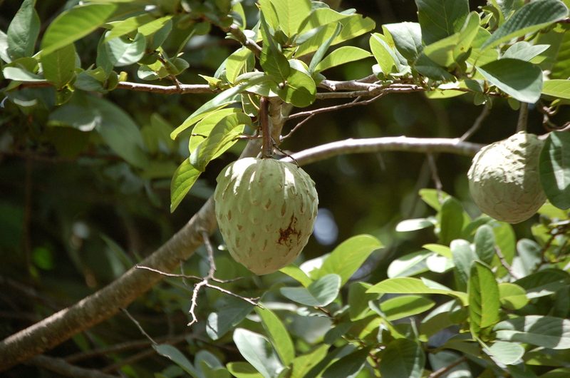 Annona macroprophyllata, photographed by Neptalí Ramírez Marcial