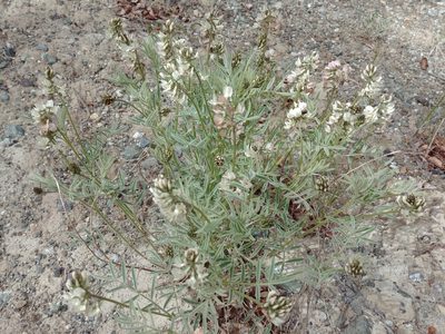 Astragalus australis, photographed by Syd Cannings