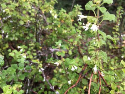 Clinopodium chandleri, photographed by Amanda Fisher