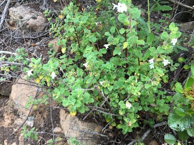Clinopodium chandleri, photographed by Amanda Fisher