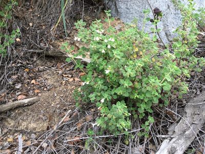 Clinopodium chandleri, photographed by Amanda Fisher