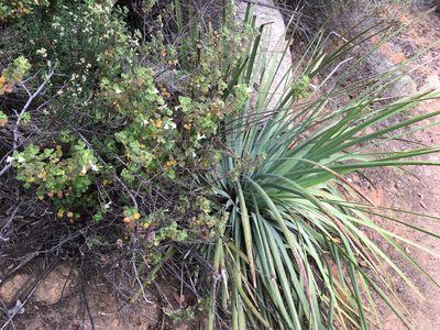 Clinopodium chandleri, photographed by Amanda Fisher