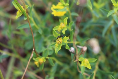Euphorbia spinosa, photographed by Fabien Piednoir