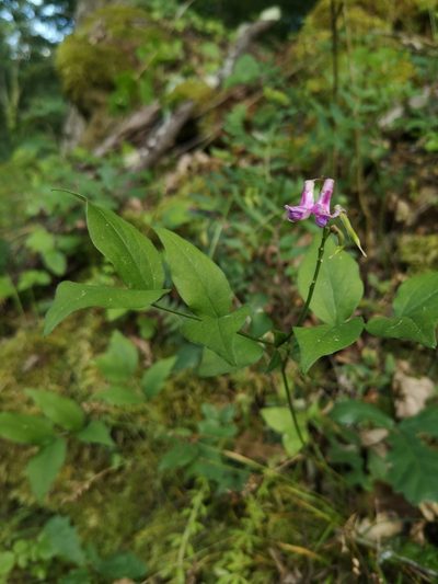 Lathyrus venetus, photographed by Mattia Menchetti