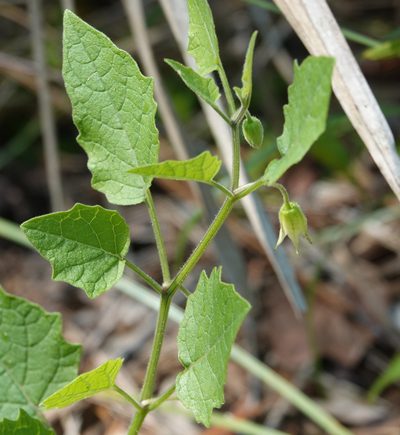 Physalis arenicola, photographed by Claire Herzog