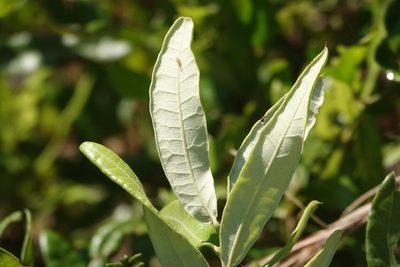 Quercus pumila, photographed by Claire Herzog