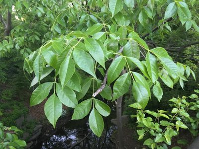 Fraxinus profunda, photographed by Daniel Atha