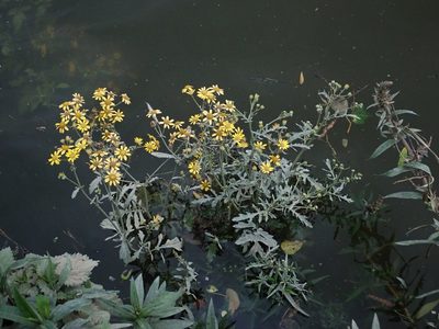 Jacobaea aquatica, photographed by Daniel Cahen