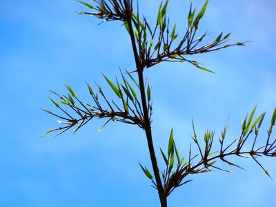 Guadua paniculata, photographed by Francisco Farriols Sarabia
