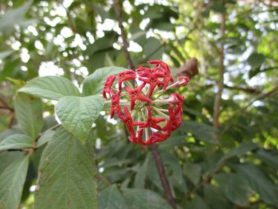 Arachnothryx leucophylla, photographed by Alexis López Hernández
