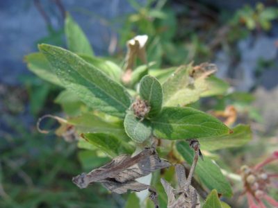 Arachnothryx leucophylla, photographed by Alexis López Hernández
