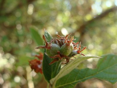 Arachnothryx leucophylla, photographed by Alexis López Hernández