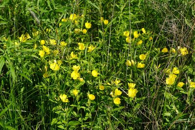 Oenothera pilosella, photographed by Mike B