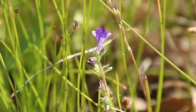 Stemodia durantifolia, photographed by Millie Basden