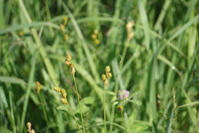 Carex bicknellii, photographed by Mike B