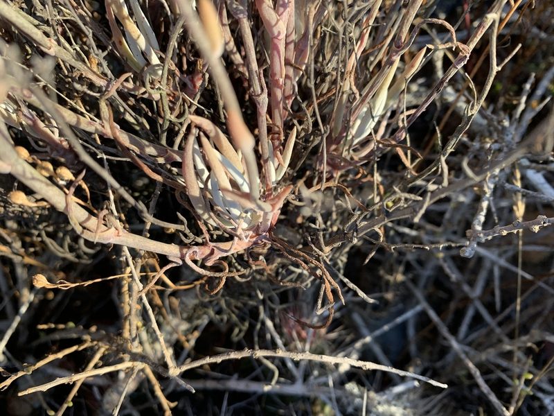 Dudleya attenuata, photographed by Jim Riley