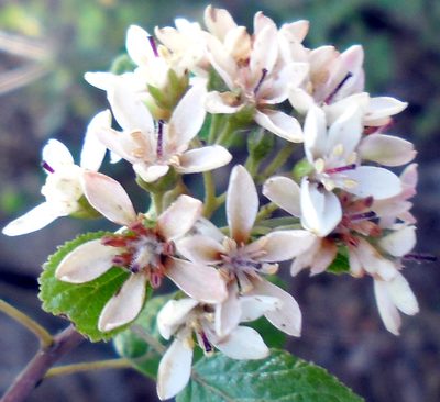 Pterostemon rotundifolius, photographed by Eugenio Padilla