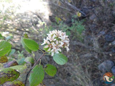 Pterostemon rotundifolius, photographed by Eugenio Padilla