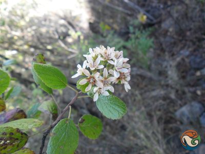 Pterostemon rotundifolius, photographed by Eugenio Padilla