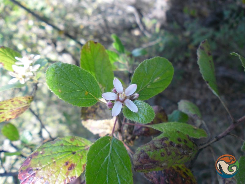 Pterostemon rotundifolius, photographed by Eugenio Padilla