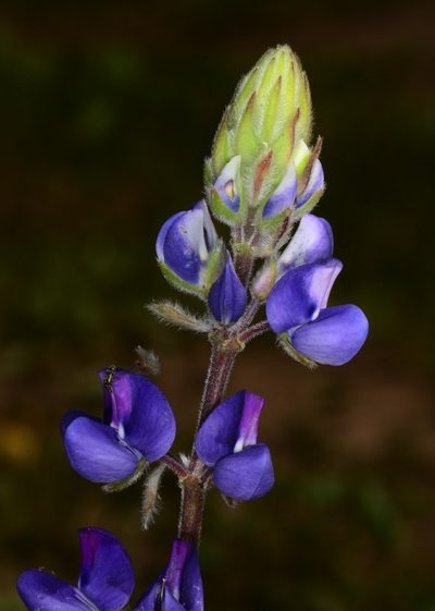 Lupinus affinis, photographed by Don Loarie