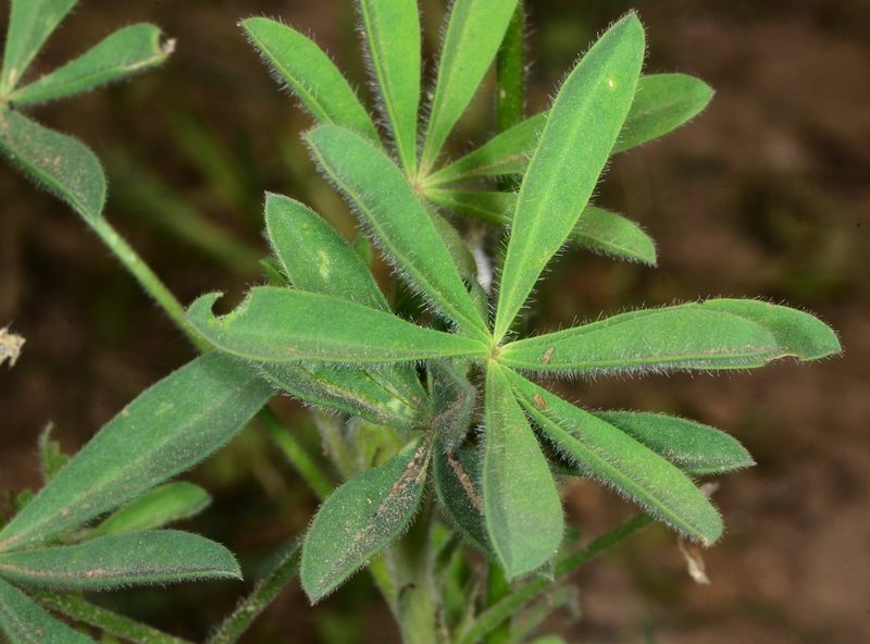 Lupinus affinis, photographed by Don Loarie