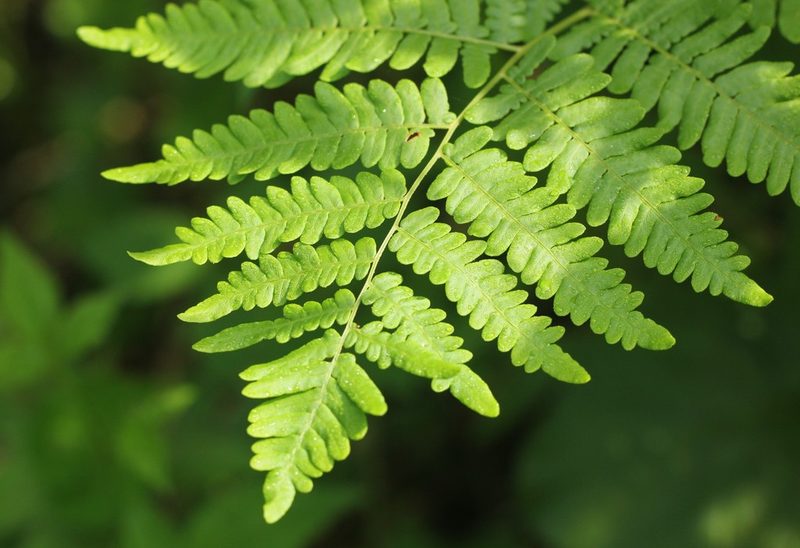 Pteridium latiusculum, photographed by jrcagle