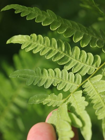 Pteridium latiusculum, photographed by jrcagle