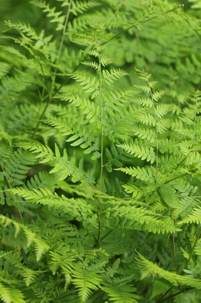 Pteridium latiusculum, photographed by jrcagle