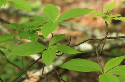 Clethra acuminata, photographed by jrcagle