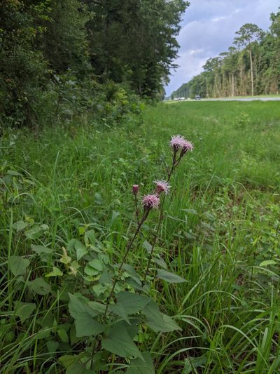 Brickellia cordifolia, photographed by Scott Allen Davis