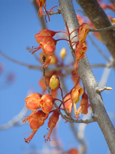 Erythrostemon hughesii, photographed by Alexis López Hernández