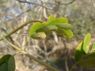 Erythrostemon hughesii, photographed by Alexis López Hernández