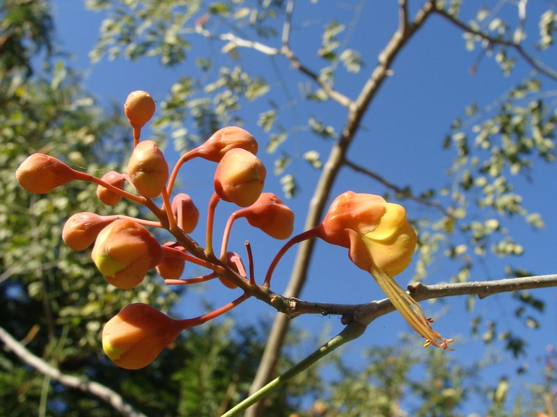 Erythrostemon hughesii, photographed by Alexis López Hernández