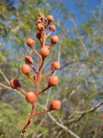 Erythrostemon hughesii, photographed by Alexis López Hernández