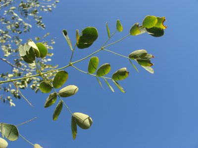 Erythrostemon hughesii, photographed by Alexis López Hernández