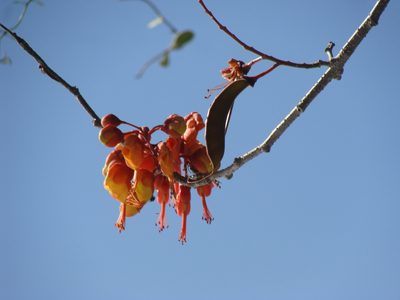 Erythrostemon hughesii, photographed by Alexis López Hernández