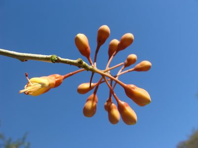 Erythrostemon hughesii, photographed by Alexis López Hernández