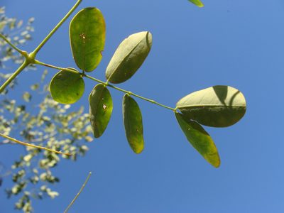 Erythrostemon hughesii, photographed by Alexis López Hernández