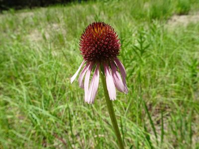 Echinacea atrorubens, photographed by Thomas Koffel
