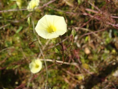 Ipomoea chamelana, photographed by Alexis López Hernández