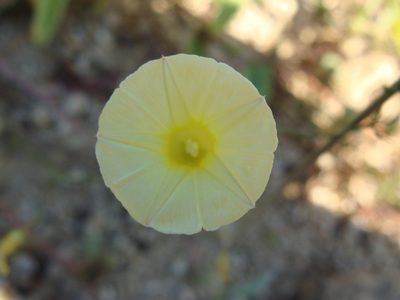 Ipomoea chamelana, photographed by Alexis López Hernández