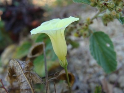 Ipomoea chamelana, photographed by Alexis López Hernández