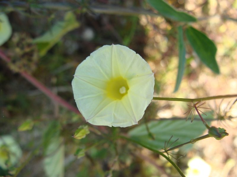 Ipomoea chamelana, photographed by Alexis López Hernández