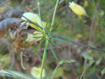 Ipomoea chamelana, photographed by Alexis López Hernández