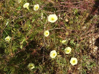 Ipomoea chamelana, photographed by Alexis López Hernández