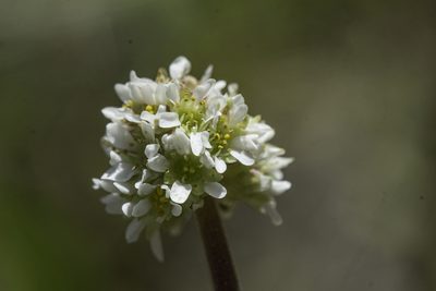 Micranthes rhomboidea, photographed by Craig Martin
